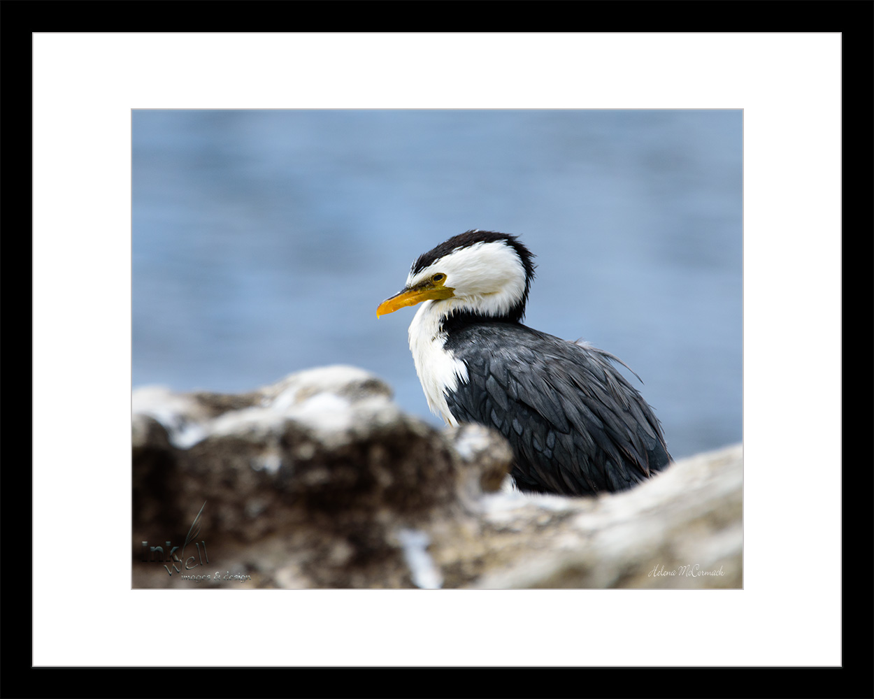Art prints-birds, little pied cormorant