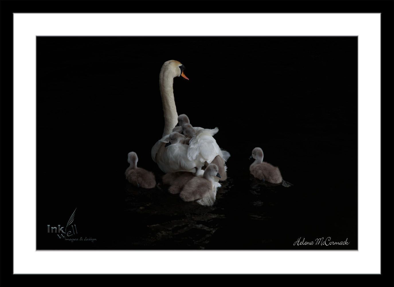 Art prints-birds, Swan Family