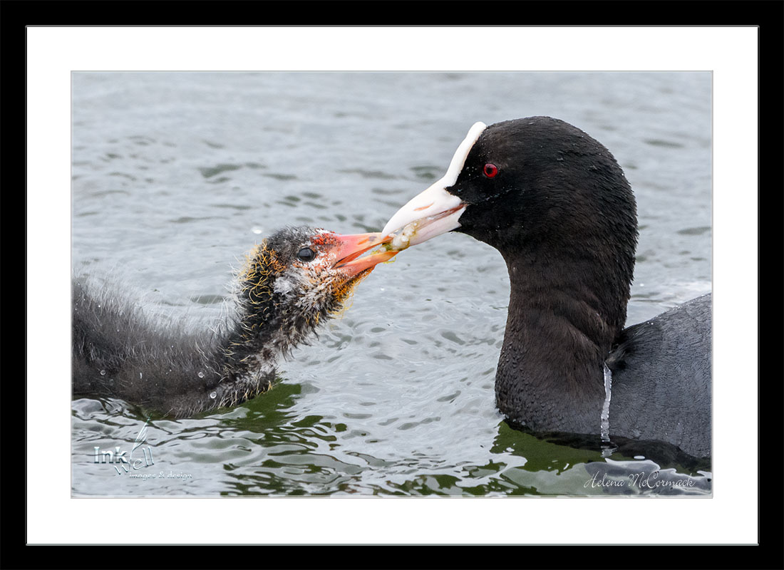Art prints-birds, Mamma duck feeding baby Eurasian Coot