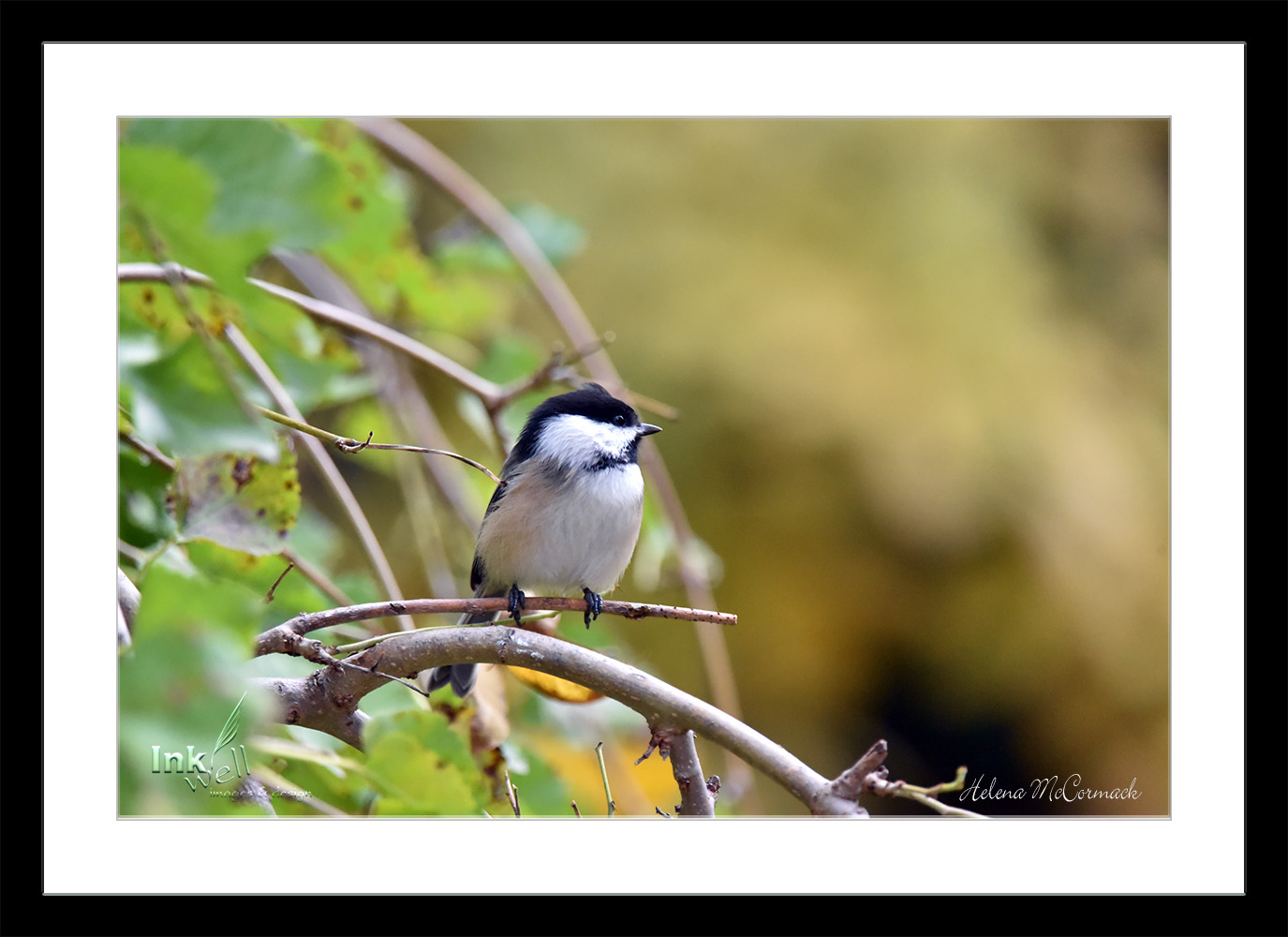 Art prints-birds, Black-capped Chickadee on branch