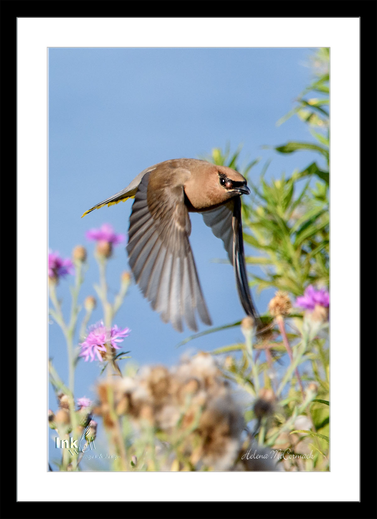 Art prints-birds, Cedar Waxwing