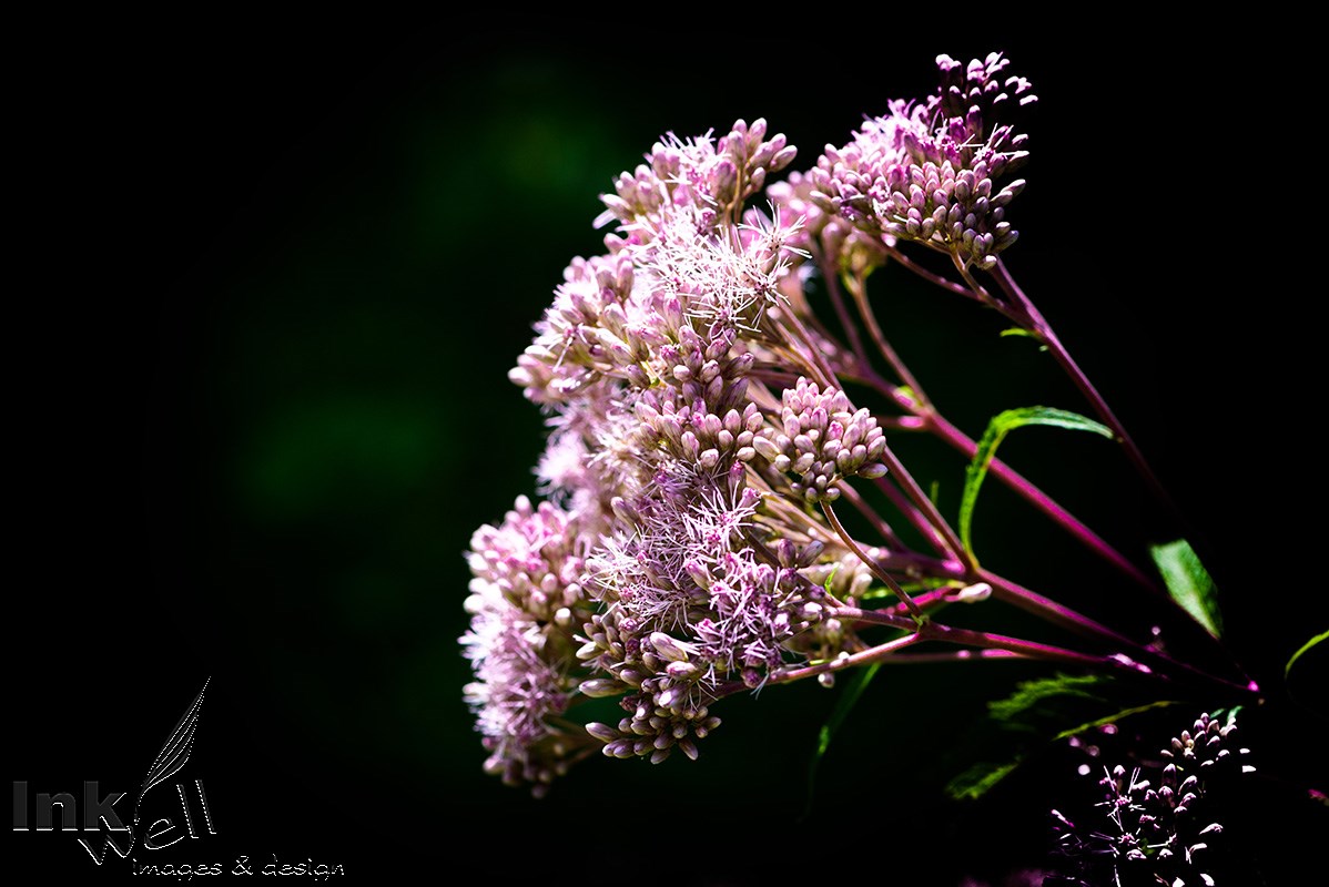 Art prints-flowers, Spotted Joe-Pye Weed