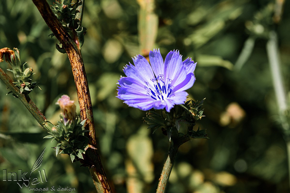 Art prints-flowers, Chicory