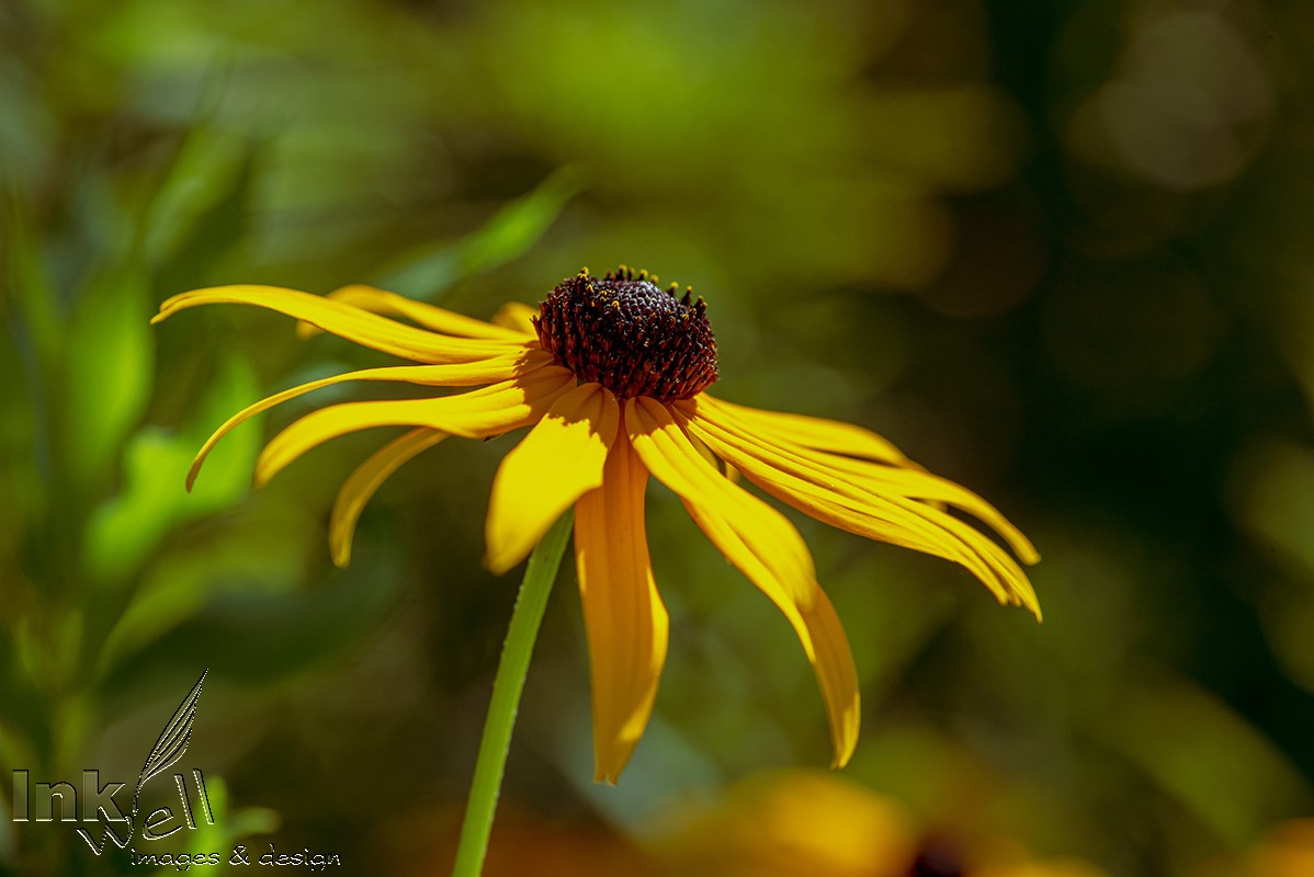 Art prints-flowers,Black Eyed Susan (Rudbeckia fulgida)
