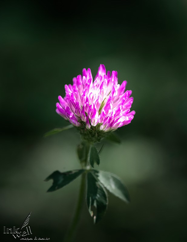 Art prints-flowers, Red Clover