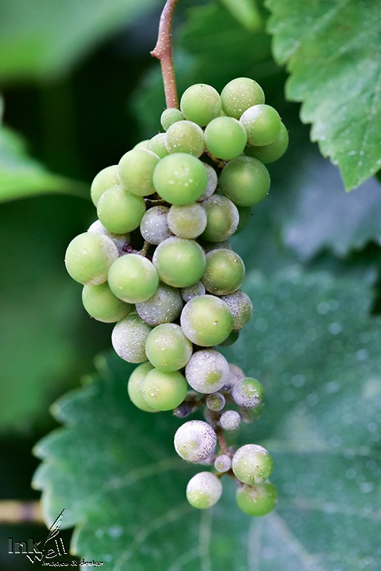 Art prints-flowers, Wine Grapes