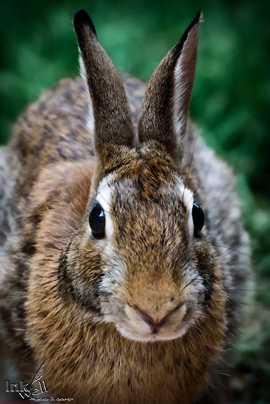 Art prints-wildlife, Cotton Tail Rabbit