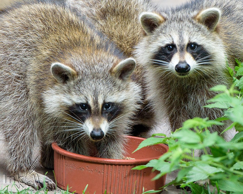 Art prints-wildlife, racoons in the dog dish