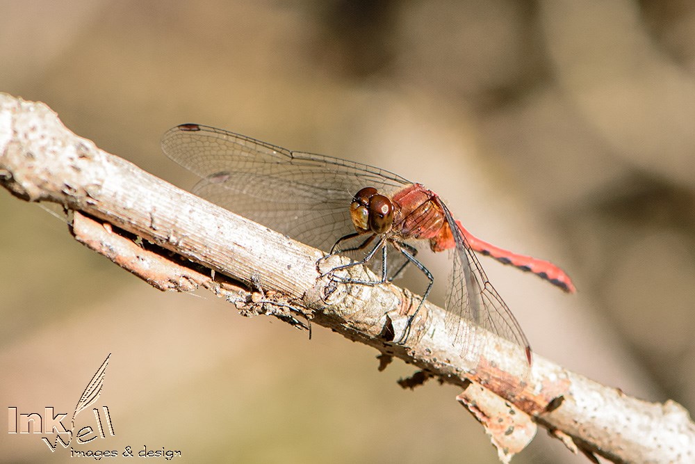 Art prints-wildlife, Meadowhawks - Skimmer Dragonfly
