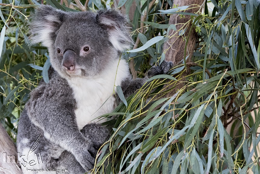 Art prints-wildlife, Koaly, Sydney Australia