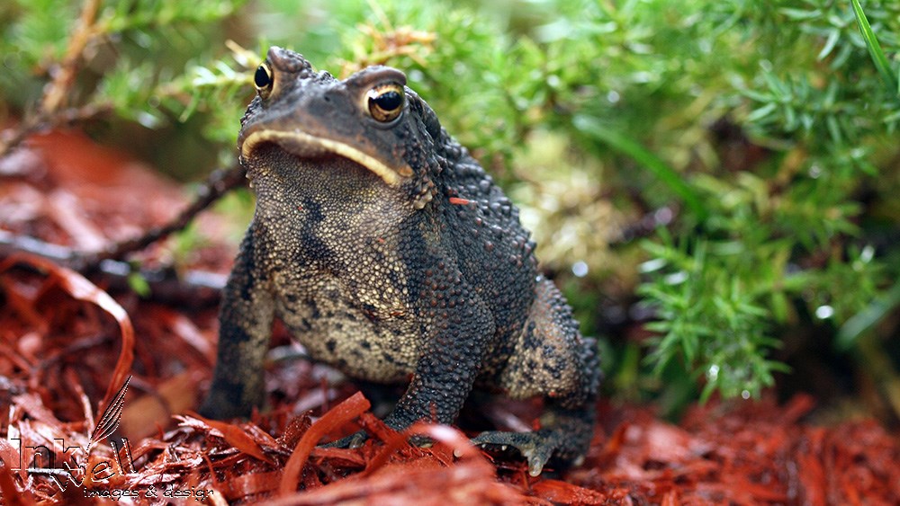 Art prints-wildlife, North American Toad